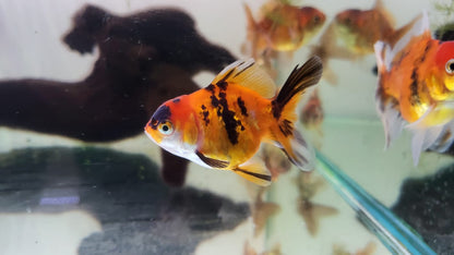 Goldfish - Oranda Tiger (Red and Black) 7-8cm