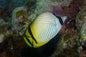 Butterflyfish - Vagabond (Chaetodon vagabundus)