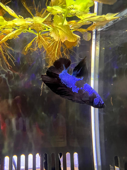 Betta HMPK Avatar Doubletail Male