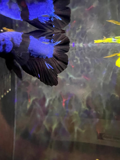 Betta HMPK Avatar Doubletail Male