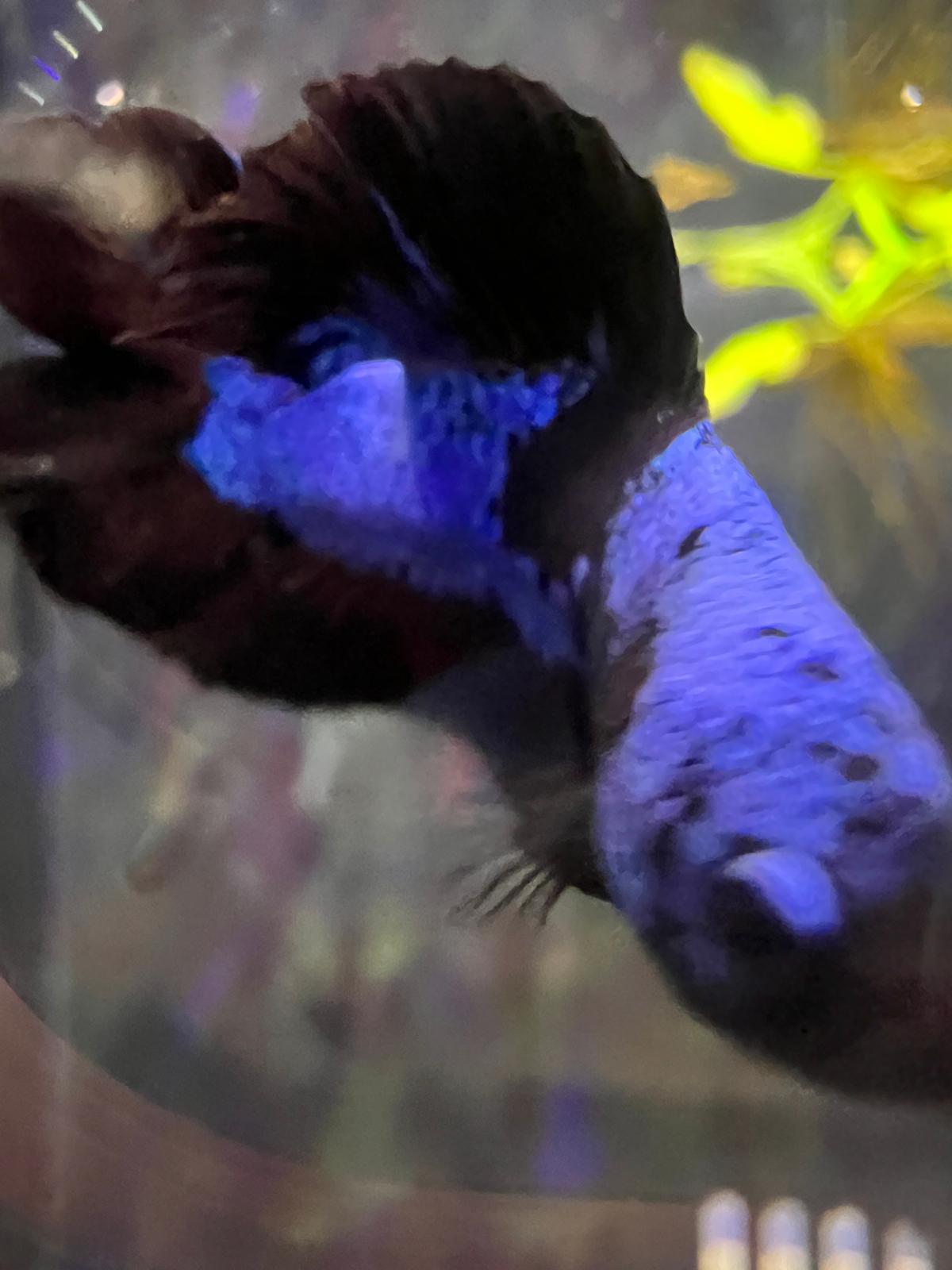 Betta HMPK Avatar Doubletail Male