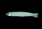 Goby Pink Barred Zebra (Ptereleotris zebra