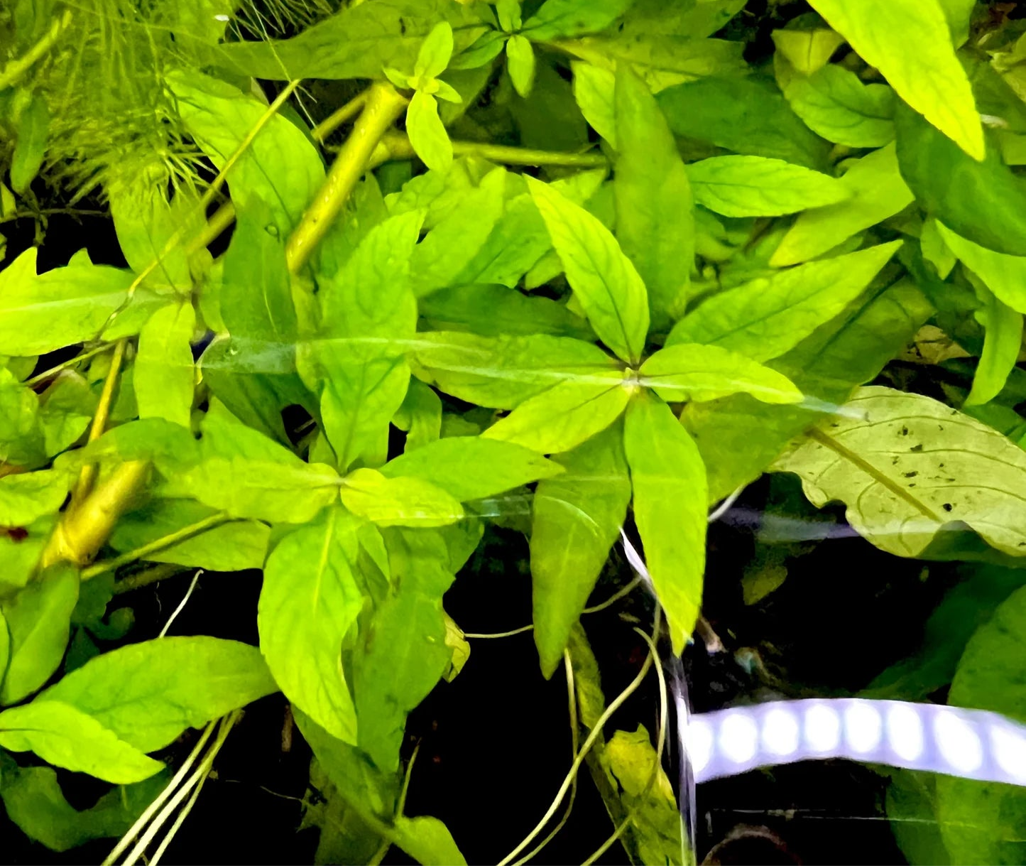 Hygrophila Blue Stricta