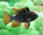 Ram - Black (Mikrogeophagus ramirezi)