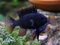 Ram - Black (Mikrogeophagus ramirezi)