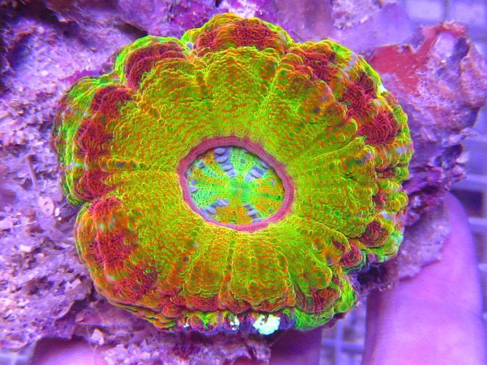 Doughnut Corals (Scolymia sp.)