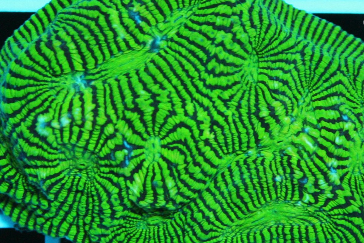 Chalice Corals (Echinophyllia, Oxypora, Mycedium sp.)