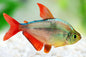 Tetra Red/Blue Columbian