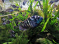 Cichlid - Blue Acara