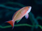 Anthias Silverstreak (Psuedoanthias cooperi)