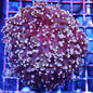 Frogspawn Corals (Fimbriaphyllia sp.)