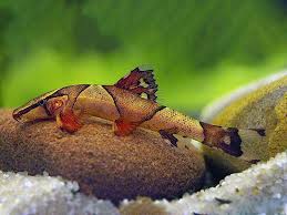 Lizard Fish (Homaloptera orthogoniata)