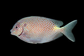 RabbitFish - Gold Spot (Siganus punctatus)