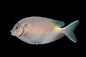 RabbitFish - Gold Spot (Siganus punctatus)