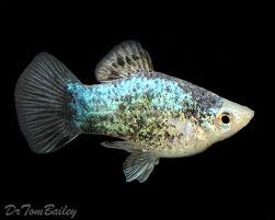 Platy Blue