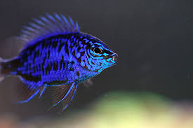 Damselfish - Sapphire (Chrysiptera springeri)