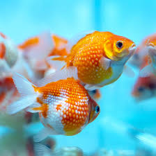 Goldfish - Pearlscale Assorted