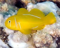 Goby Citron 'Lemon' (Gobiodon citrinus)