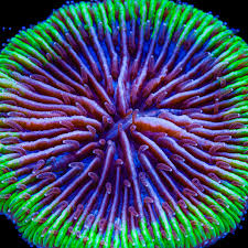 Disk Corals (Fungia/Heliofungia/Herpolitha sp.)