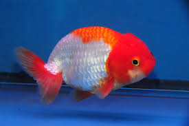 Goldfish - Ranchu assorted