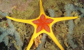 Sea Star / Starfish