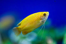 Gourami Dwarf Male - Various