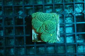 Aquacultured Coral Frags