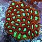 Moon Corals (Favia, Favites, Goniastrea, Moseleyi sp.)