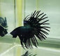 Betta Crowntail Male - Assorted