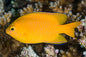 Damselfish - Lemon (Pomacentrus moluccensis)