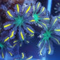 Clove/Palm Tree Polyps (Clavularia sp.) - Various