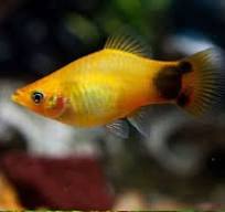 Platy Mickey Mouse Neon Gold