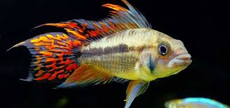 Apistogramma - Cacatuoides Standard PAIR