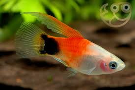 Platy HiFin Red and White Mickey Mouse