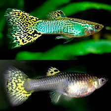 Guppy Cobra/Mosaic Male - Various