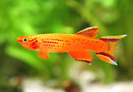 KIllifish - Gold Lyretail (Aphyosemion australe)