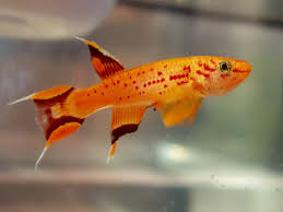 KIllifish - Gold Lyretail (Aphyosemion australe)