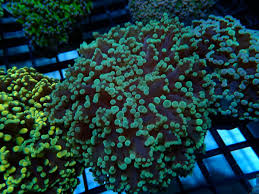 Frogspawn Corals (Fimbriaphyllia sp.)