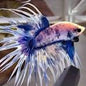 Betta Crowntail Male - Assorted