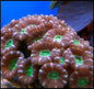 Candy Cane Coral (Per Polyp) Caulastraea spp