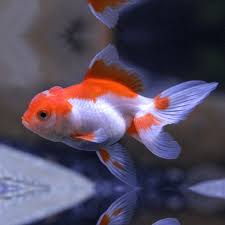 Goldfish - Oranda Red and White