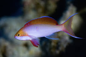 Anthias Silverstreak (Psuedoanthias cooperi)