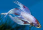 Betta Veiltail Male