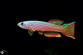 Killifish - Red Striped (Aphyosemion Striatum)