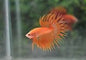 Betta Crowntail Male - Assorted