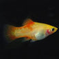 Platy Pineapple