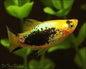 Platy Golden Tuxedo