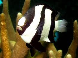 Damselfish - White Tail Humbug (Dascyllus aruanus)