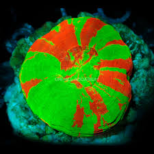 Doughnut Corals (Scolymia sp.)