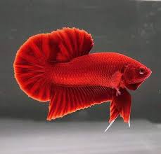 Betta PKHM Super Red Male